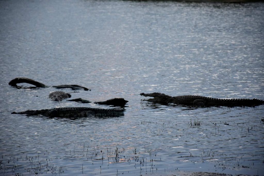 Cinnamon Wild Yala, Crocodiles at Lake